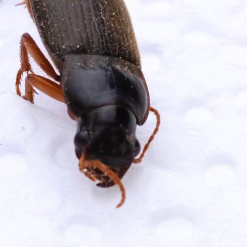 Ophonus sp.